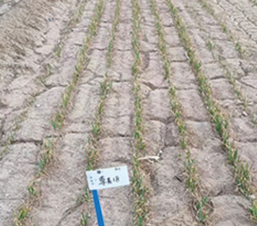 1765094725452532.jpg 500-440-产品图-4.jpg