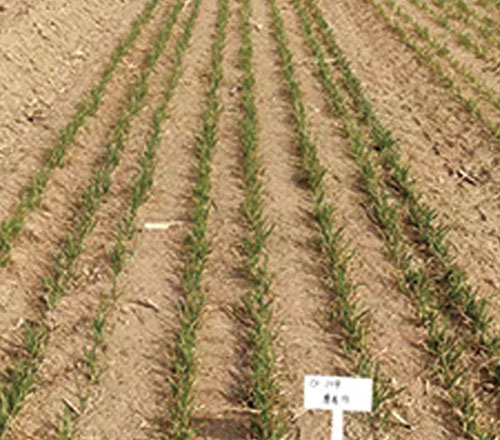 1765094733444073.jpg 500-440-产品图-5.jpg